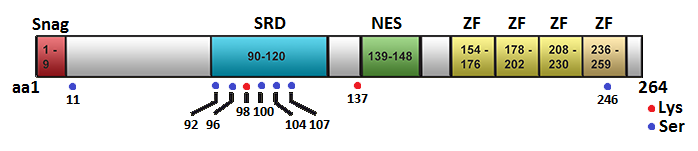 Snai1.jpg