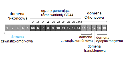 CD44-RYC1.jpg