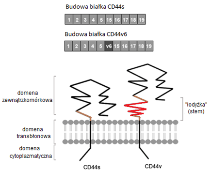 CD44-RYC2.jpg