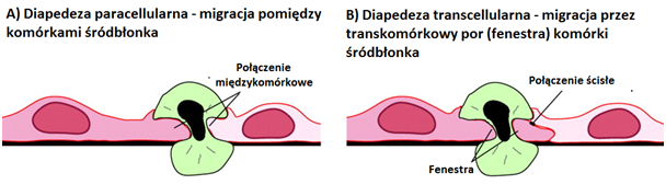 Intra.jpg