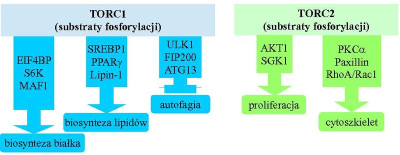 Plik:MTOR-Rysunek2.pdf