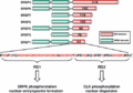 FEBS 7992 f1.gif