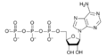 3 ATP.png