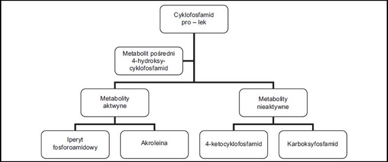 Plik:Cyklo11.jpg